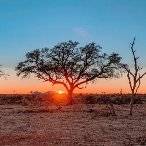 A scenic view of an African savanna at sunset. The sun is setting on the horizon, casting an orange glow across the sky and landscape. Silhouettes of acacia trees stand in the foreground against the vibrant sky.