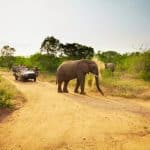 An elephant crosses a dirt road in a safari park, with a group of people observing from an open-top vehicle in the background. The surrounding landscape is lush with trees and bushes under a clear sky.