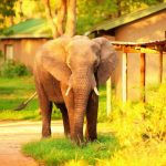 An elephant walking on a dirt path with lush greenery in the background, partially obscuring a building. The sun casts a warm, golden light over the scene, highlighting the elephant and the surrounding vegetation.
