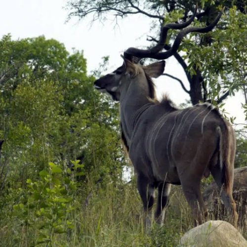Nyala