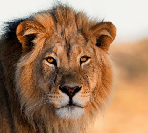 A close-up photo of a male lion with a thick mane and golden eyes. The background is a blurred, warm-toned landscape, highlighting the lions intense gaze and regal presence.