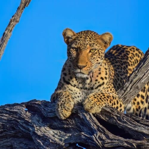 A leopard rests on a large, twisted tree branch against a clear blue sky. The big cat is alert, with its eyes focused ahead, and its spotted fur contrasts with the dark, textured wood and bright background.