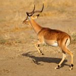 An impala with long, curved horns running across a dry, sandy landscape, casting a shadow on the ground. The background is a warm, golden color.