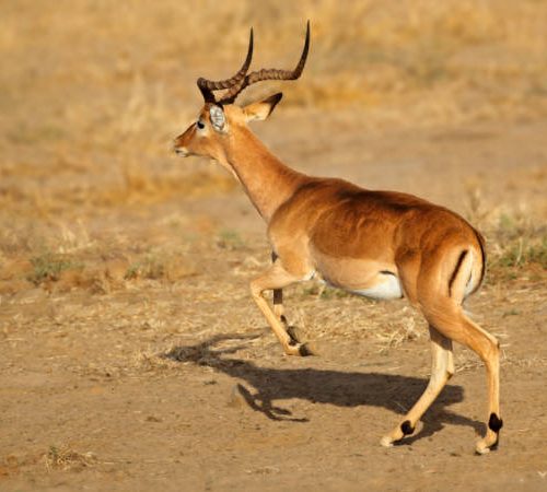 An impala with long, curved horns running across a dry, sandy landscape, casting a shadow on the ground. The background is a warm, golden color.