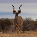 A kudu stands on a dry, grassy landscape with sparse trees in the background. Its large, spiraled horns are prominent against the cloudy sky.