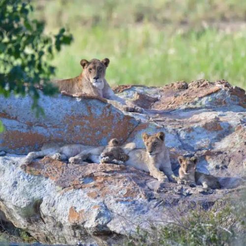 A group of lions, including a lioness and several cubs, rest on a rocky outcrop surrounded by tall grass and trees. The lioness is perched higher, keeping watch over the cubs lounging and playing on the rocks.