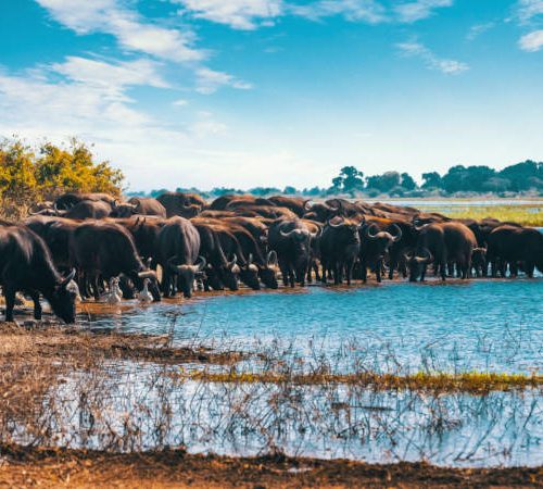 Group of water buffalos