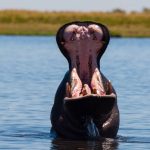 Etosha National Park