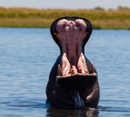 Etosha National Park