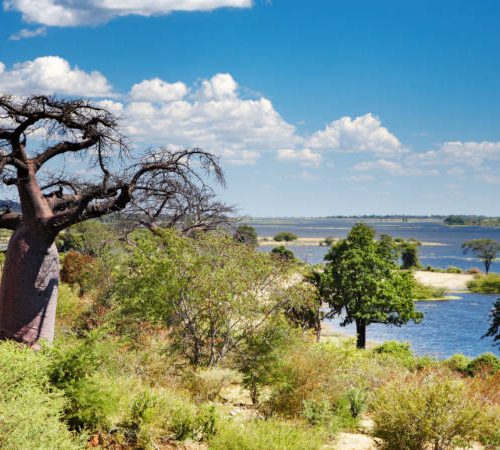 Botwana landscape on a safari