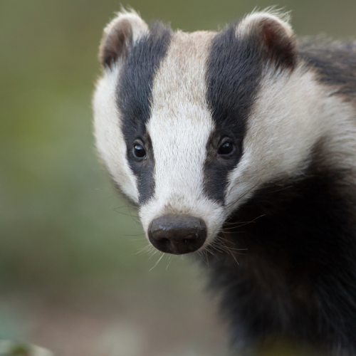 Black and white badger