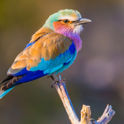 Lilac-breasted Roller