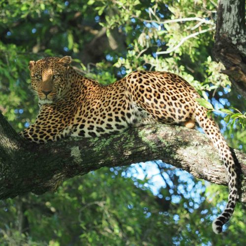 A leopard lounges on a tree branch, surrounded by lush green foliage. Sunlight filters through the leaves, highlighting the leopards distinctive spotted coat as it gazes attentively.