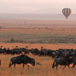 migration of the wildebeest
