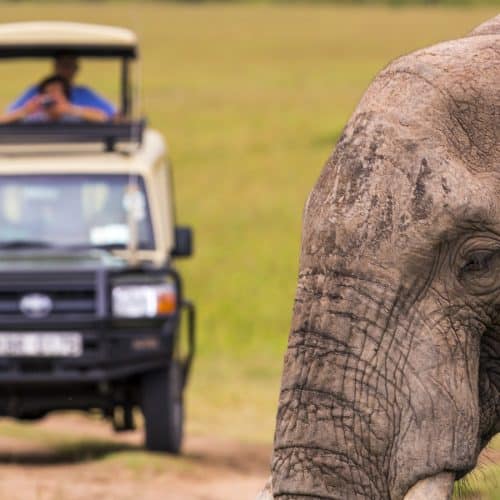 masai mara game reserve kenya