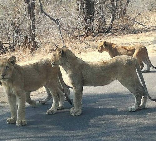 A group of four lions stand on a paved road surrounded by dry grass and leafless trees, appearing calm and alert. The scenery suggests an arid, natural habitat.