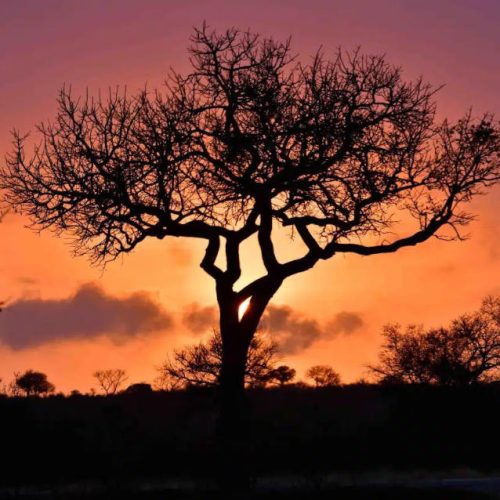 Serengeti Safari Tour