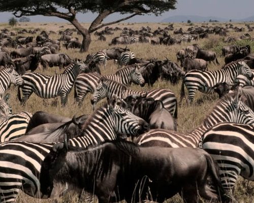 3-Day Safari With Panorama Route