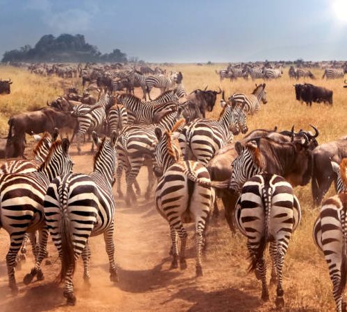 A herd of zebras and wildebeests runs across a sunlit savannah, raising dust. The landscape is grassy, with a small hill in the distance under a blue sky, partially covered by clouds with the sun shining through.