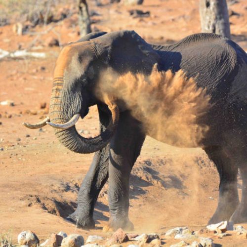 Majestic Kruger Park Safari