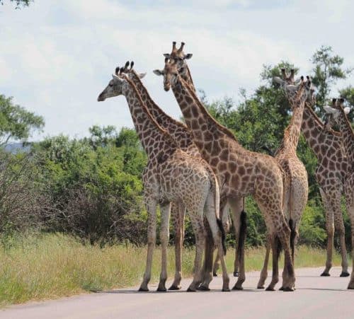 4 Day Kruger Safari from Cape Town
