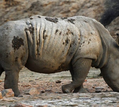 A lone rhino with a muddy, textured hide walks across a dry, rocky terrain. The background is barren and dusty, reflecting an arid environment.