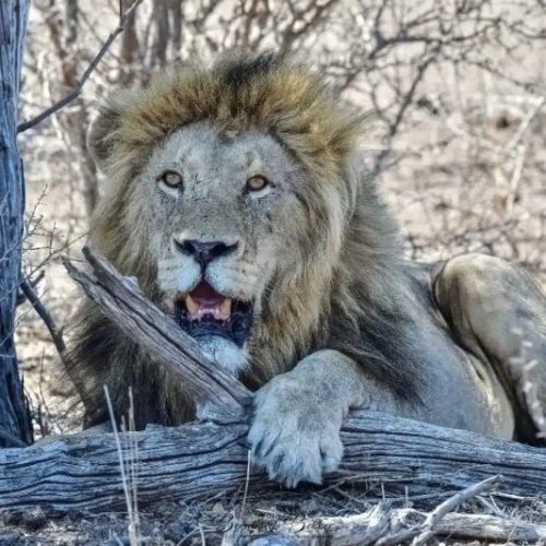 3 Day Kruger Safari from Cape Town