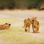 Three lion cubs play on a dirt path while a fourth lounges nearby. In the background, an adult lioness stands watchfully. The scene is set in a grassy landscape.