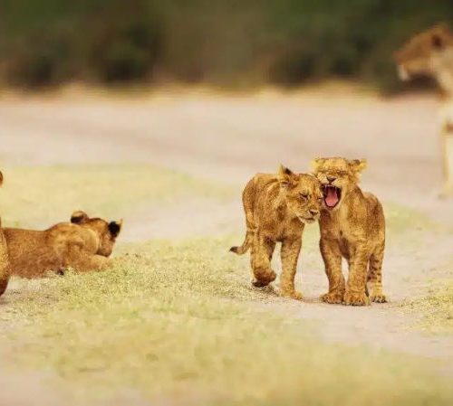 Three lion cubs play on a dirt path while a fourth lounges nearby. In the background, an adult lioness stands watchfully. The scene is set in a grassy landscape.