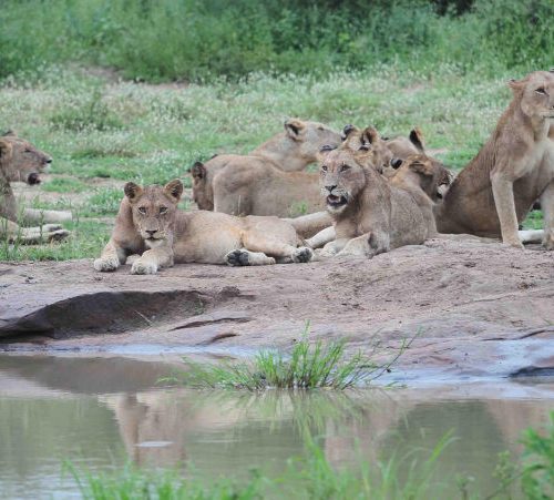 2 day safari Johannesburg