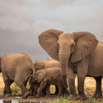 12 Day Johannesburg, Namibia, Vic Falls, Kruger Park & Cape Town