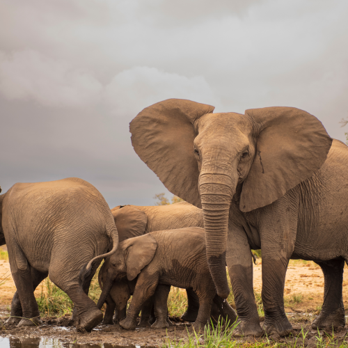 12 Day Johannesburg, Namibia, Vic Falls, Kruger Park & Cape Town