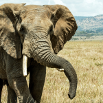 8 Day Namibia Vic Falls Chobe National Park from Johannesburg