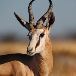 8 Day Namibia Vic Falls Chobe National Park from Johannesburg