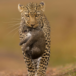 3-day-masai-mara-budget-safari
