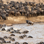 Great Wildebeest Migration Safari