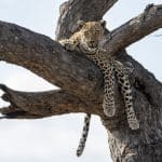 masai mara safari lodges