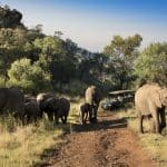 timbavati wildlife park