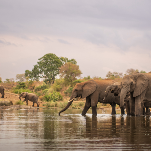 african big five safaris
