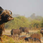 Serengeti National Park