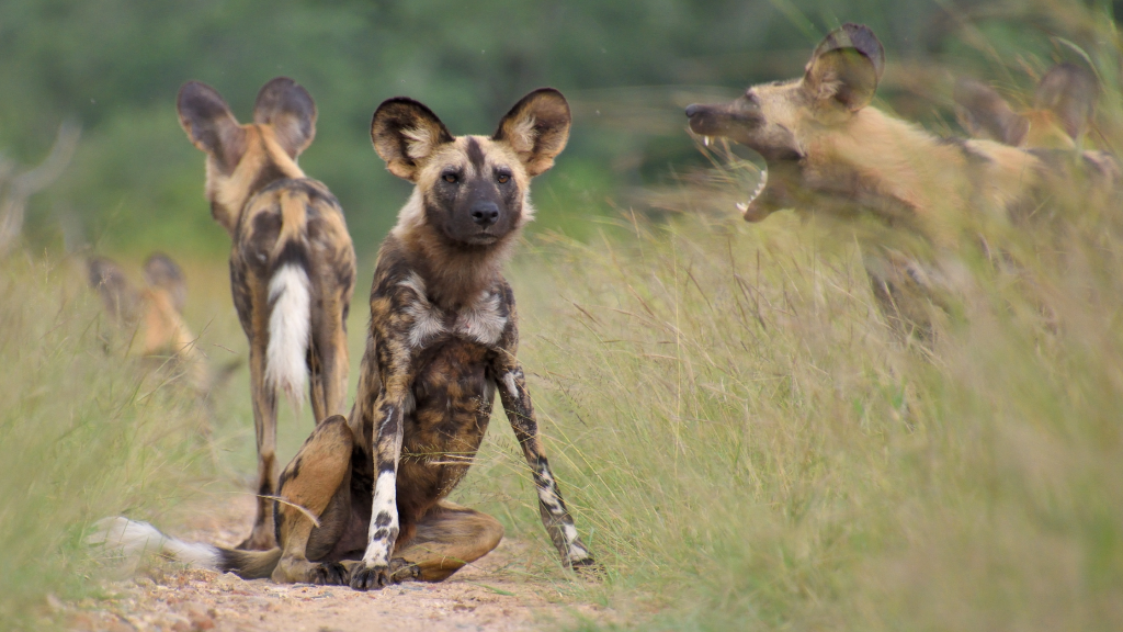 4 Day Budget Kruger Safari from Johannesburg