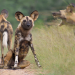 4 Day Budget Kruger Safari from Johannesburg