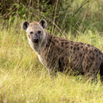 Day Safari Near Johannesburg – Big Cats & Game Drive