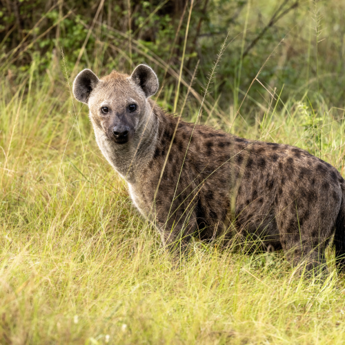 Day Safari Near Johannesburg – Big Cats & Game Drive