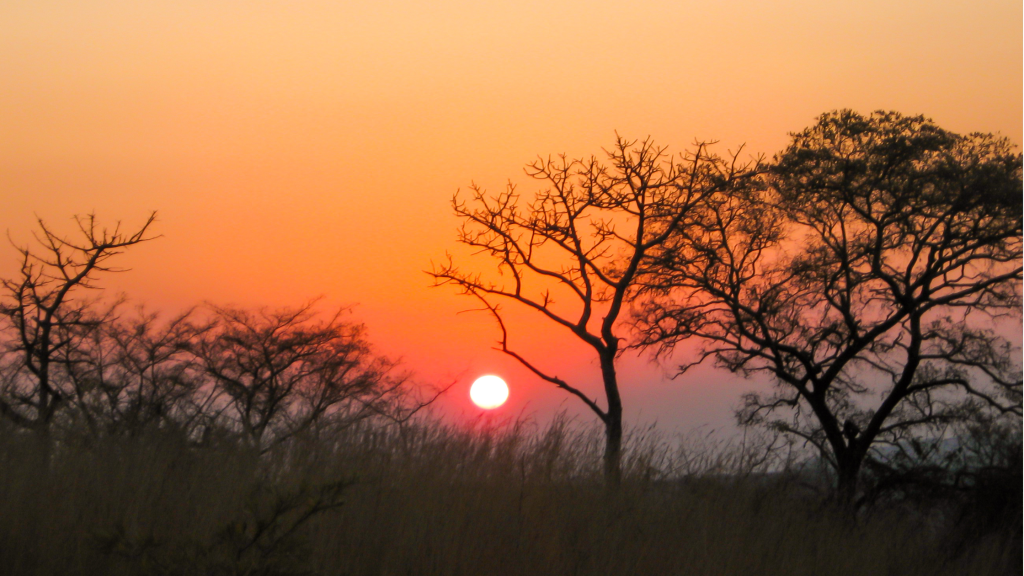 Day Safari Near Johannesburg – Big Cats & Game Drive