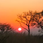 Day Safari Near Johannesburg – Big Cats & Game Drive