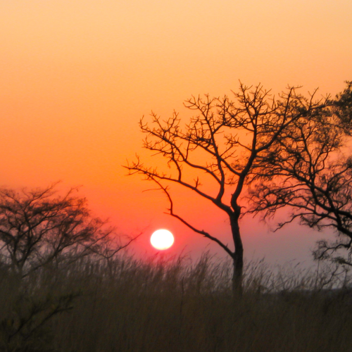 Day Safari Near Johannesburg – Big Cats & Game Drive