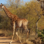 Day Safari Near Johannesburg – Big Cats & Game Drive