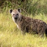 3-Day Budget Kruger Safari from Johannesburg