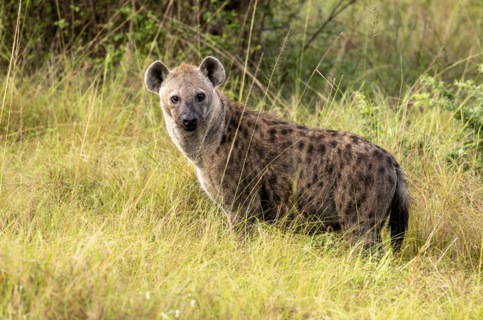 3-Day Budget Kruger Safari from Johannesburg